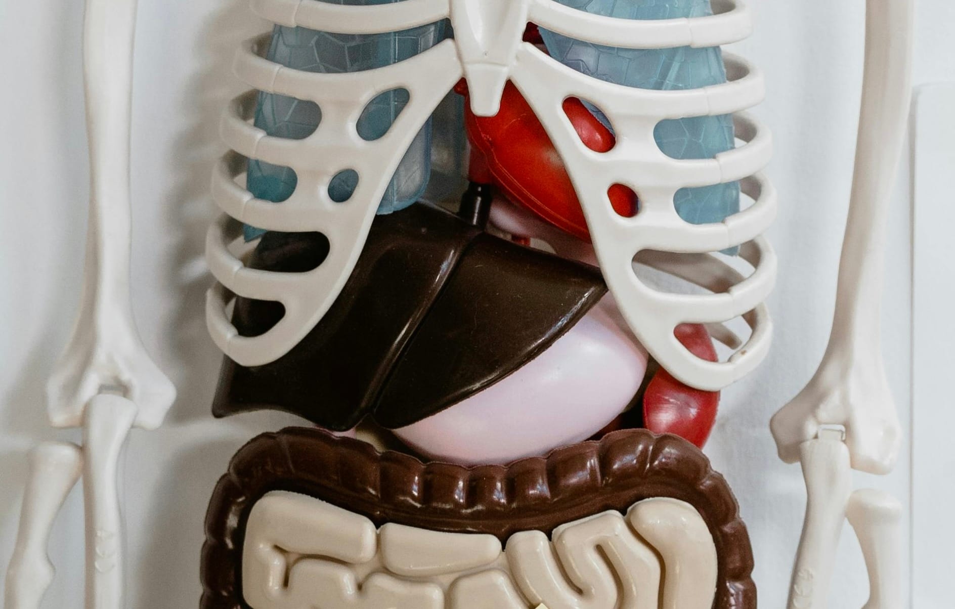 10 Steps to Fix a Fatty Liver – Part 2